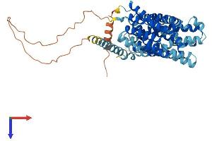 Solute Carrier Family 16, Member 14 (Monocarboxylic Acid Transporter 14) (SLC16A14) (AA 1-512) protein (His tag)