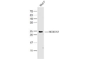 MCF-7 lysates probed with HOXD12 Polyclonal Antibody, Unconjugated  at 1:300 dilution and 4˚C overnight incubation. (HOXD12 antibody  (AA 171-270))