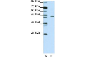 WB Suggested Anti-MINA Antibody Titration:  5. (MINA antibody  (C-Term))