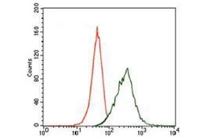 Flow cytometric analysis of HeLa cells using MAP2 mouse mAb (green) and negative control (red). (MAP2 antibody  (AA 24-123))