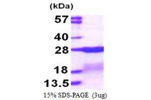 SDS-PAGE (SDS) image for Ribosomal Protein S7 (RPS7) (AA 1-194) protein (His tag) (ABIN667985) (RPS7 Protein (AA 1-194) (His tag))