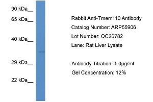 Western Blotting (WB) image for anti-Transmembrane Protein 110 (TMEM110) (C-Term) antibody (ABIN2786432) (TMEM110 antibody  (C-Term))