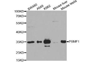 Western Blotting (WB) image for anti-Proteasome (Prosome, Macropain) Inhibitor Subunit 1 (PI31) (PSMF1) antibody (ABIN1876734) (PSMF1 antibody)