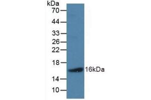 Detection of Recombinant NPPB, Human using Polyclonal Antibody to Natriuretic Peptide Precursor B (NPPB) (NPPB antibody  (AA 27-134))