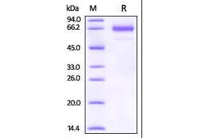 Rhesus macaque OX40, Fc Tag on SDS-PAGE under reducing (R) condition.