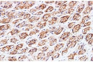 Immunohistochemistry of paraffin-embedded Rat stomach using BSG Polyclonal Antibody at dilution of 1:200 (CD147 antibody)