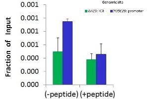 Chromatin Immunoprecipitation (ChIP) Using SRF antibody - N-terminal region  and HCT116 Cells (SRF antibody  (N-Term))