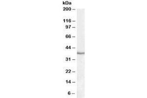 Western blot testing of human liver lysate with PON1 antibody at 1ug/ml. (PON1 antibody)