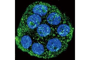 Confocal immunofluorescent analysis of IL1RN Antibody (Center) (ABIN390396 and ABIN2840788) with WiDr cell followed by Alexa Fluor 488-conjugated goat anti-rabbit lgG (green). (IL1RN antibody  (AA 100-129))