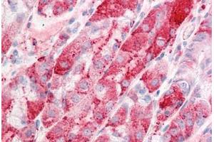 Anti-C14orf1 antibody  ABIN960745 IHC staining of human stomach. (C14orf1 antibody  (Internal Region))