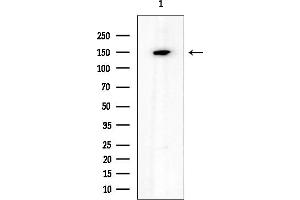 anti-Large Proline-Rich Protein BAT3 (BAT3) antibody