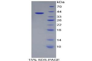 SDS-PAGE analysis of Rat Apolipoprotein A2 Protein. (APOA2 Protein)