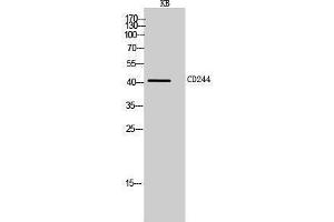 Western Blotting (WB) image for anti-Natural Killer Cell Receptor 2B4 (CD244) (Internal Region) antibody (ABIN3188025) (2B4 antibody  (Internal Region))