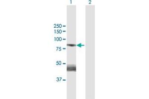 Western Blot analysis of GAS2L3 expression in transfected 293T cell line by GAS2L3 MaxPab polyclonal antibody.