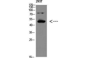 Western Blot (WB) analysis of 293T using GDF-6 Polyclonal Antibody diluted at 1:500. (GDF6 antibody  (Internal Region))