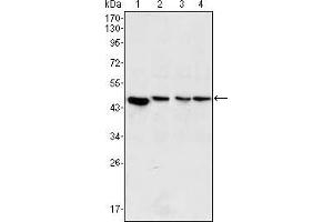 Western blot analysis using MAP2K2 mouse mAb against PC-12 (1), Jurkat (2), Hela (3) and NIH/3T3 (4) cell lysate. (MEK2 antibody)