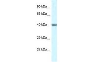 Image no. 1 for anti-POU Domain, Class 4, Transcription Factor 3 (POU4F3) (N-Term) antibody (ABIN6747512) (POU4F3 antibody  (N-Term))
