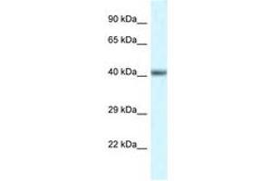 Image no. 1 for anti-POU Domain, Class 4, Transcription Factor 3 (POU4F3) (N-Term) antibody (ABIN6747512)