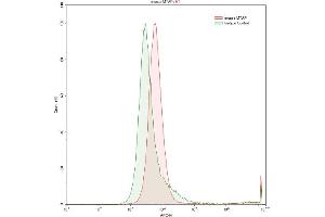 Detection of MTAP in Raji human Burkitt's lymphoma cell line using Anti-Methylthioadenosine Phosphorylase (MTAP) Polyclonal Antibody (MTAP antibody  (AA 6-275))