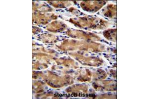 AT immunohistochemistry analysis in formalin fixed and paraffin embedded human stomach tissue followed by peroxidase conjugation of the secondary antibody and DAB staining. (ATG16L2 antibody  (AA 277-304))