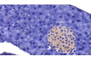 Detection of CASP9 in Mouse Pancreas Tissue using Polyclonal Antibody to Caspase 9 (CASP9) (Caspase 9 antibody  (AA 1-200))