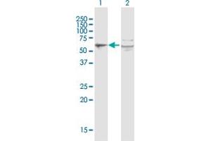 Western Blot analysis of PORCN expression in transfected 293T cell line by PORCN MaxPab polyclonal antibody. (PORCN antibody  (AA 1-450))