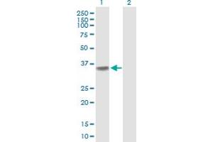 Western Blot analysis of POLR3F expression in transfected 293T cell line by POLR3F MaxPab polyclonal antibody. (POLR3F antibody  (AA 1-316))