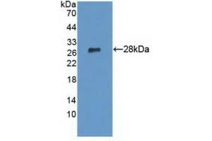 LYPLA1 Antikörper  (AA 1-230)