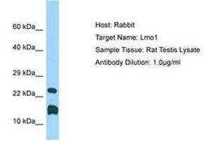 Image no. 1 for anti-LIM Domain Only 1 (Rhombotin 1) (LMO1) (C-Term) antibody (ABIN6749813) (LMO1 antibody  (C-Term))