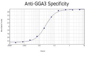 ELISA results of purified Rabbit anti-GGA3 Antibody tested against BSA-conjugated peptide of immunizing peptide. (GGA3 antibody  (AA 400-415))