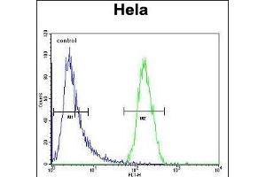 TRIM38 Antibody (C-term) (ABIN657328 and ABIN2846398) flow cytometric analysis of Hela cells (right histogram) compared to a negative control cell (left histogram). (TRIM38 antibody  (C-Term))