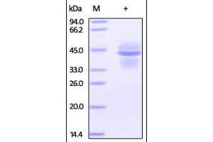 SDS-PAGE (SDS) image for Interleukin 12 (IL12) (AA 23-328) (Active) protein (His tag,DYKDDDDK Tag) (ABIN2181328) (IL12 Protein (AA 23-328) (His tag,DYKDDDDK Tag))