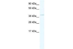 TAF7L antibody (20R-1187) used at 0. (TAF7L antibody  (Middle Region))