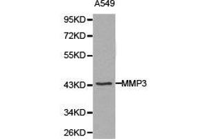 Western Blotting (WB) image for anti-Matrix Metallopeptidase 3 (Stromelysin 1, Progelatinase) (MMP3) antibody (ABIN1873729) (MMP3 antibody)