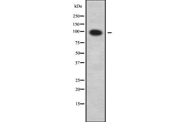 SLC9A2 antibody  (Internal Region)