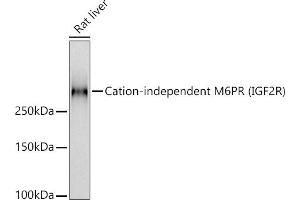 Western blot analysis of extracts of Rat liver, using Cation-independent M6PR (IGF2R) antibody (ABIN7267905) at 1:1000 dilution.