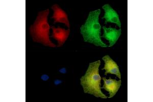 ABIN7097181 and ABIN7101249 staining  cells by IF/ICC. (LRGUK antibody)
