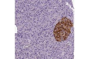 Immunohistochemical staining (Formalin-fixed paraffin-embedded sections) of human pancreas shows strong cytoplasmic positivity in islets of Langerhans. (Tetraspanin 7 antibody)