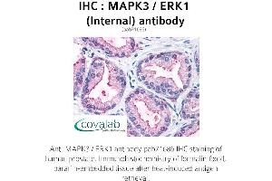 Image no. 1 for anti-Mitogen-Activated Protein Kinase 3 (MAPK3) (Internal Region) antibody (ABIN1736742) (ERK1 antibody  (Internal Region))