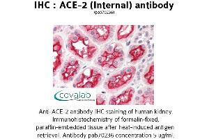 Image no. 1 for anti-Angiotensin I Converting Enzyme 2 (ACE2) (Internal Region) antibody (ABIN1731442)
