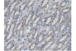 Immunohistochemistry (IHC) image for anti-Mitofusin 1 (MFN1) (AA 1-234) antibody (ABIN5013951)