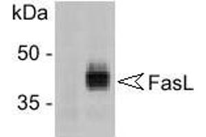 Western Blotting (WB) image for anti-Fas Ligand (TNF Superfamily, Member 6) (FASL) antibody (ABIN187289) (FASL antibody)