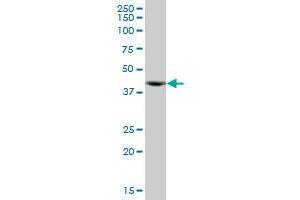 ACTR10 MaxPab polyclonal antibody. (ACTR10 antibody  (AA 1-417))