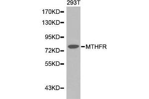 Western blot analysis of extracts of 293T cell line, using MTHFR antibody. (MTHFR antibody  (AA 1-230))