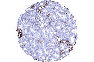 Kidney cortex A strong cytoplasmic Calbindin 1 immunostaining occurs in a fraction of distal tubuli of the kidney (CALB1 antibody  (AA 7-96))