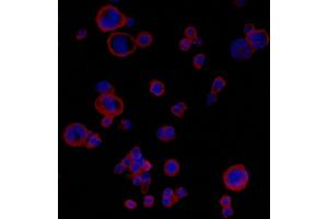 Immunofluorescence (IF) image for anti-CD274 (PD-L1) (C-Term) antibody (ABIN7454042)
