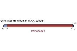 Image no. 3 for anti-Protein Kinase A, alpha (PRKACA) (AA 18-347) antibody (ABIN968293) (PRKACA antibody  (AA 18-347))