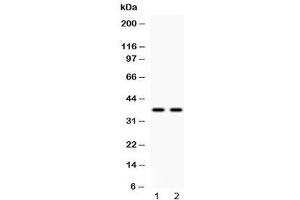 Western blot testing of human 1) HeLa and 2) A549 cell lysate with Annexin VIII antibody at 0. (Annexin VIII antibody  (AA 20-61))