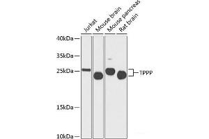 Western blot analysis of extracts of various cell lines using TPPP Polyclonal Antibody at dilution of 1:1000. (Tppp antibody)
