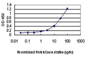 Detection limit for recombinant GST tagged COG6 is approximately 1ng/ml as a capture antibody. (COG6 antibody  (AA 558-657))